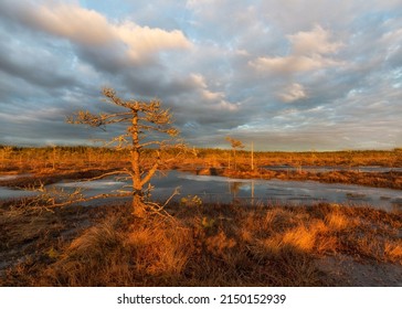 Spring In The Swamp. Karelian Isthmus. Russia