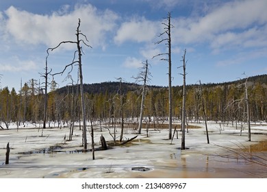 Spring Swamp With Snow And Melt Water, With Dead Trees Against A Contrasting Blue Sky. Landscape: Black Cursed Place 