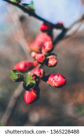 Spring sweet spring