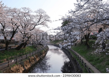 Spring Symphony: Capturing the Ephemeral Beauty of Cherry Blossoms in Tochigi