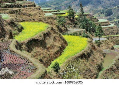 Spring Terrace In Zhaoxing Town, Liping County, Guizhou Province, Southern China In March 2018