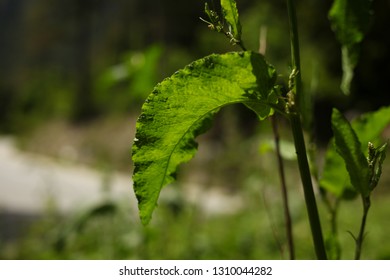 Spring textures. Sun shining through bright green leaves, Mount Olympus , Greece