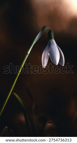 Spring is there. Beatiful flower