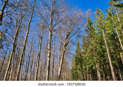 spring in the thuringian forest