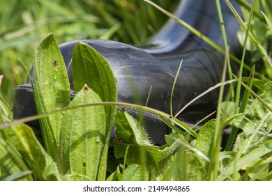 In Spring, Ticks Lurk In The Grass Again. During The Hike, A Tick Is Quickly Wiped Off The Trouser Leg. Wearing Rubber Boots When Hiking Offers Good Protection Against Ticks.

