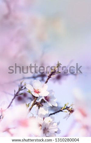 Similar – quitten in bloom Natur