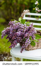 Spring time. A beautiful bouquet of lilacs in a wicker basket of vines on a white antique chair on the green lawn in the spring garden. Beautiful postcard for printing. The concept of spring and holid