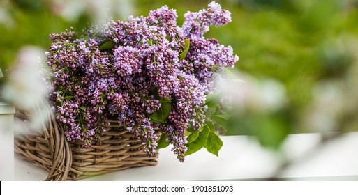 Spring time. A beautiful bouquet of lilacs in a wicker basket of vines on a white bench in the spring garden. Beautiful postcard for printing. The concept of spring and holiday. copy of the text space