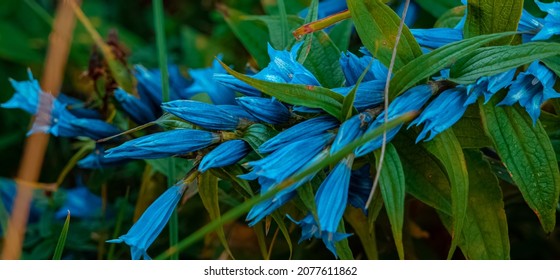 spring time blossom close up outside natural view photography of blue flower bells 