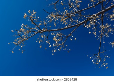 Spring Time: Branch of tree against deep blue sky