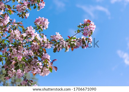 Spring time. Branches of blossoming apple trees in sun lights. Blossoming cherry garden in spring. Romantic mood