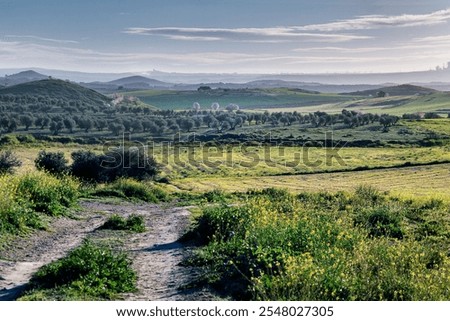Spring time in the fields. Pinto. Madrid. Spain.