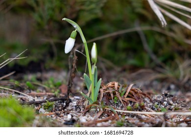 spring time, the first snowdrop that crawled out and had not yet opened under the sun's rays. The first signs of warm days and the onset of spring.
