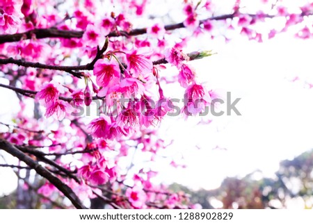 Spring time flowers background.