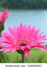 Spring time flowers in bloom