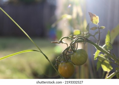 Spring Time Garden  Fresh Tomatoes