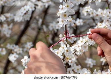Spring time, hello spring concept. Child ties red and white thread on flowering twig, welcoming beginning of spring. Martenitsa is symbol of March 1. Selective focus.