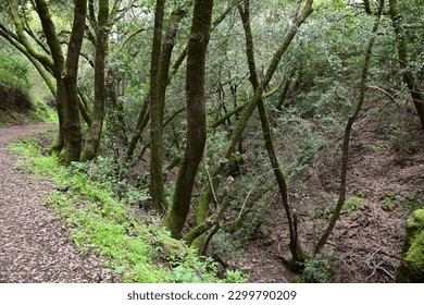 spring time hiking trails in the Augustine Bernal park