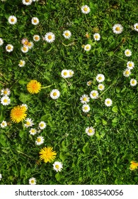 Spring Time Image With Overhead Capture Of Wild Flowers Daisies And Dandelions