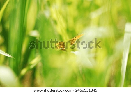 Spring time in the maedow