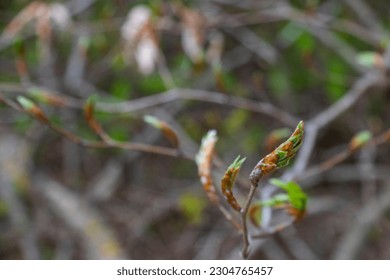 Spring time in nature background