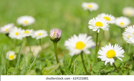 Spring Time In Nature Bellis Perennis