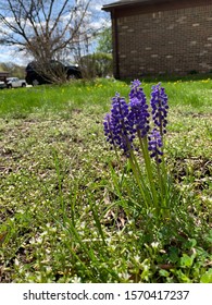 Spring Time, New Blooms Canton Michigan Spring 2019