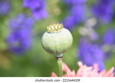 Spring time with an old poppy seed pod after the blossom passed.