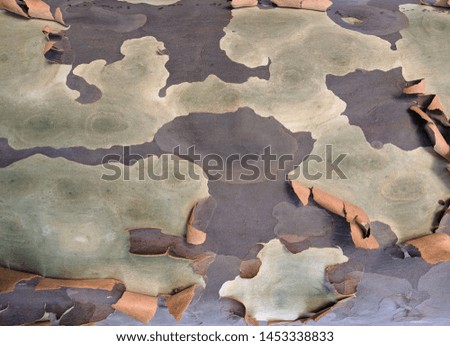 Spring time with peeling bark on a Eucalypt, displaying attractive pastel colours of gray and fawn.
 Peeling bark organic composition of soft colour tones, subtle and attractive.