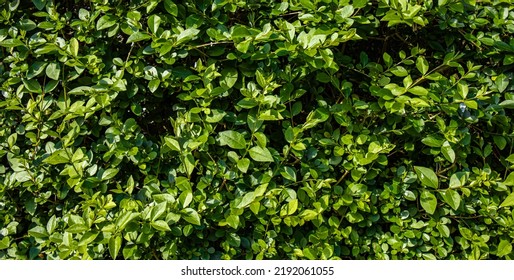 Spring Time Privet Hedge In A Garden 