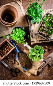 Spring Time, Replanting Plants - Herbs, Flowers And Plants In Pots, Green Garden On Balcony.  Urban Gardening, Urban, Jungle And Home Planting