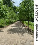 Spring time strolls along the tree lined path.