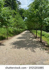 Spring time strolls along the tree lined path.