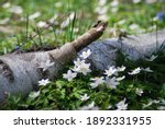 Spring time in Sweden and the ground is covered with white anemones. A wooden log is hidden among the flowers.