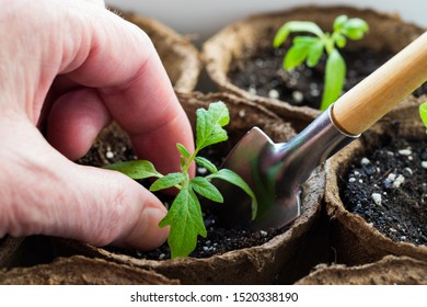 Spring Time For Tomato Seedlings. Close Up Of Hands Elderly Female Planting Seedling Tomato On Ground In Box.