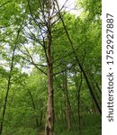 Spring time trees at Apple River canyon State Park