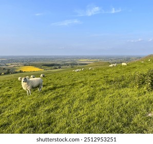 Spring time view from Uffington white horse, UK, sheep grazing on a hilltop with fields in the background.  - Powered by Shutterstock