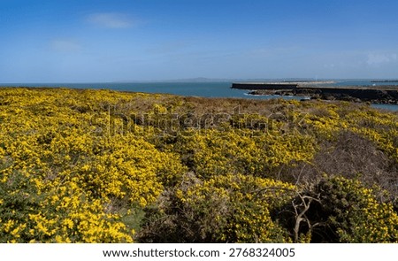 spring time walking around Holyhead Breakwater park