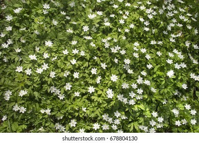 Spring Time White Flower Bed Background. Overhead View.