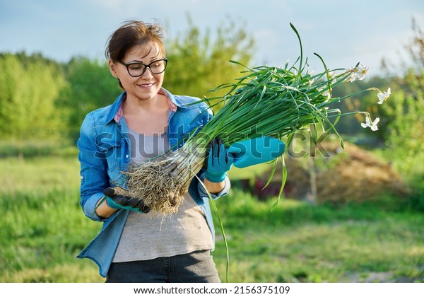 Spring time, woman in gardening gloves holding\
wild white narcissus\
plants
