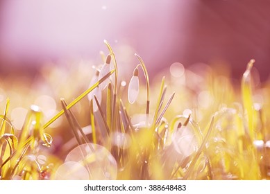 spring time.snow drop flower. - Shutterstock ID 388648483