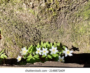 Spring Time.wood Anemone Forrest Among The Old Tree