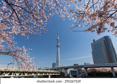 Spring of Tokyo. Cherry blossoms in full bloom and the Sumida River.