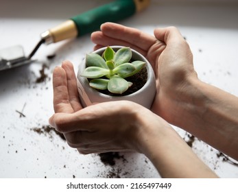 Spring transplanting plants at home. Female hands hold a planter with succulent stone rose or echeveria. Home hobby. Take care of nature. - Powered by Shutterstock