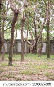 THE SPRING TREE 
