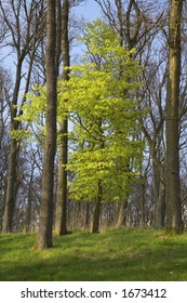 Spring Tree