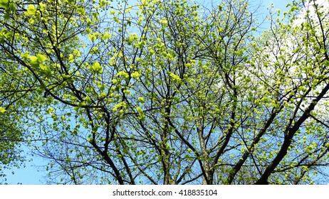 Spring tree