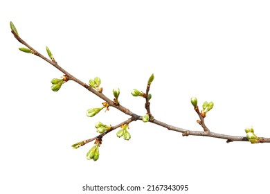 Spring tree branch with green buds isolated on white background. - Shutterstock ID 2167343095
