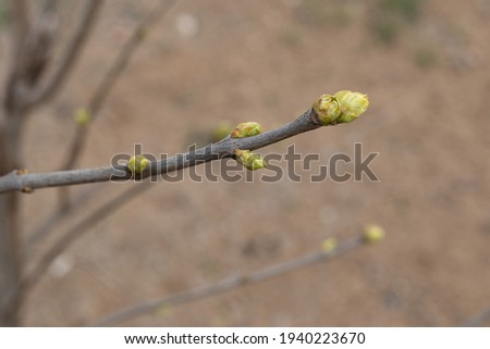 Spring, tree branch with large green buds,closeup. Topic: springtime, arrival of spring,trees wake up and come alive after winter. Beginning of growing season. Buds turn into first green leaves.