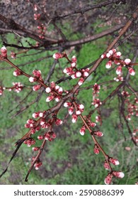 Spring tree branches with budding blossoms  
Close-up of tree branches with small red and white buds, signaling the arrival of spring. Fresh greenery is visible in the background.  

